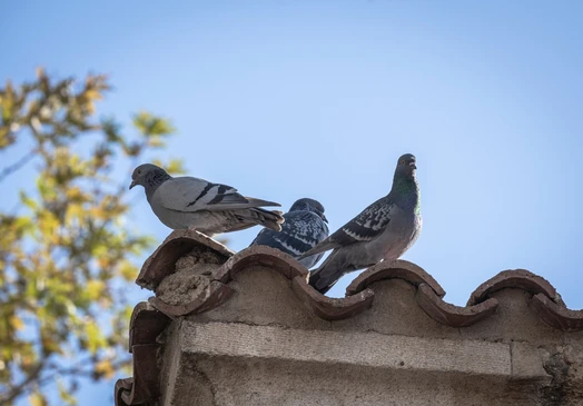 pigeons perchés sur un toit de tuiles
